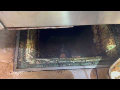 Very Dirty Drain Infested with Drain Flies in Wall Township, NJ