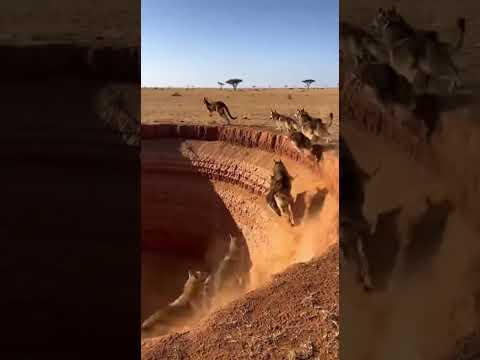 Desert Chase: The Kangaroo's Agile Dodge And The Wolves' Collective Mistake