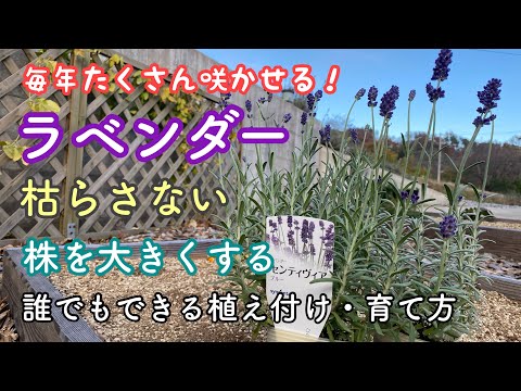 ラバンジンボーダーラバンデュラインターメディアの植え方