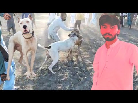 Bully dogs with big game || only show bully dog || dog hunting || DogsPK