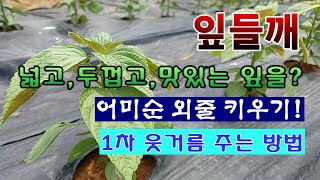 [텃밭농부 1,907]  잎들깨의 잎을 넓고 두껍고 맛있게 키우고 싶으세요? 이렇게 해 보세요!  1차 웃거…