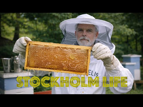 🐝 Stockholms Biodlarförening – Honung, bin & biodling i hjärtat av Stockholm 🍯