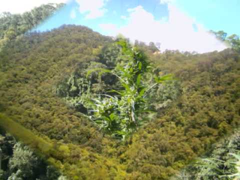 los donys de guerrero, el mariguano