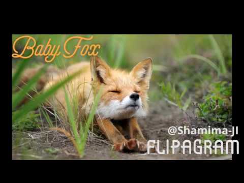 Top 10 CUTEST animals