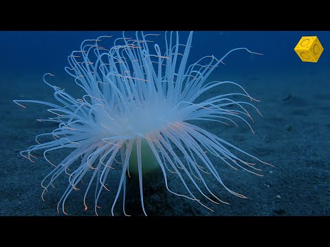 Anémona de tubo, Cerianthus membranaceus
