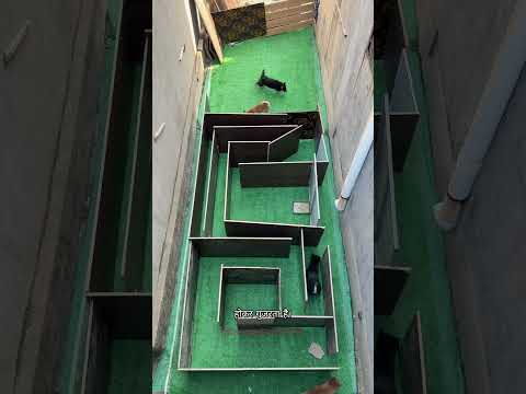 The Brown Puppy’s Smart Escape