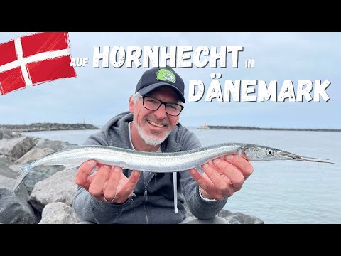 Garfish fishing in Denmark - everything about bait, rigs, equipment, locations and regulations