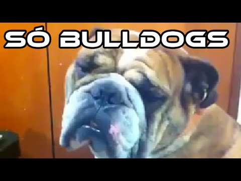 Só bulldogs