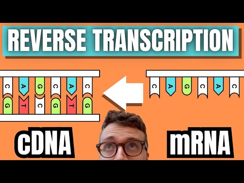 cDNA Synthesis By Reverse Transcription
