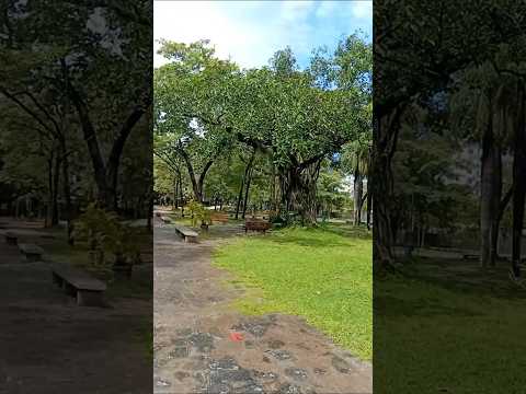 Parque da Jaqueira #pernambuco #recife #pracadajaqueira