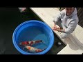 DRAGON KOI FISH COLLECTION - AMAZING KOI POND **BEST OF THE BEST**