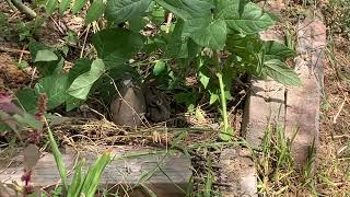 3 Birds Staying in the Shade on a sunny day