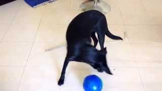 Suzi Quatro luvs her treats ball