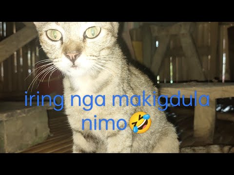 Cat nga iring, Do you love cats? (Makalingaw kini tan awon😂🤣)