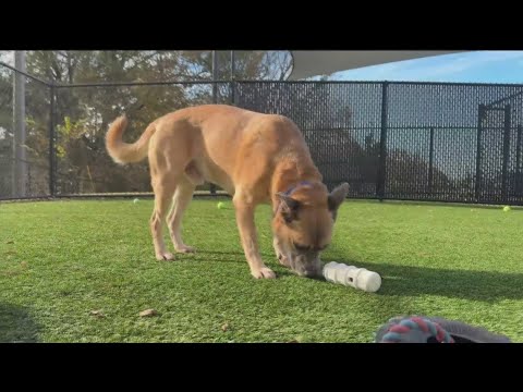 Pet of the week for Dec. 6 - YouTube