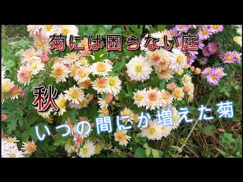 園芸 庭菊
