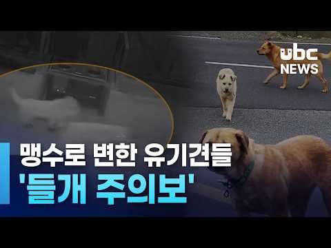 맹수로 변한 유기견들.. '들개 주의보'