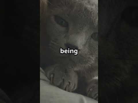 Quand les animaux deviennent des héros : comment ils nous sauvent chaque jour ❤️🐾