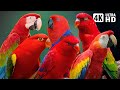 MOST BEAUTIFUL RED PARROTS ON EARTH BREATHTAKING NATURE AMAZING BIRD SOUNDS STRESS RELIEF