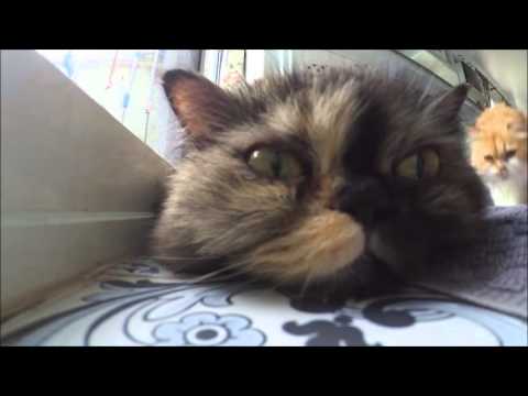 My cats by Xiaomi yi