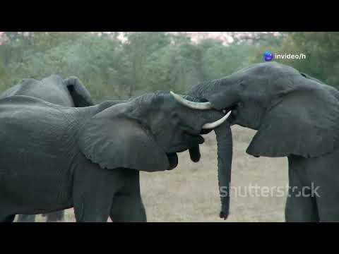 Epic Elephant Watermelon Smash
