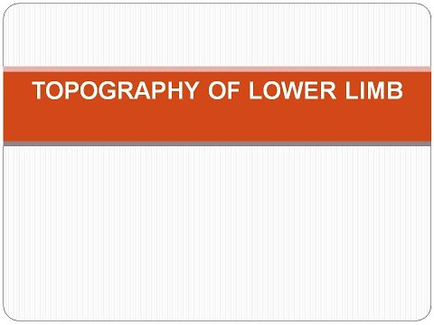Topography of lower limb