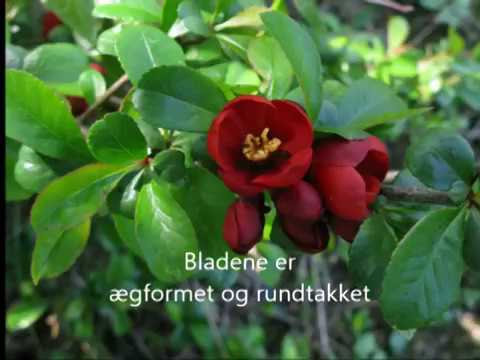 Japansk kvæde - Chaenomeles japonica