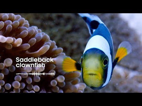 Fish Sounds: Do fish talk to each other? | Earth Unplugged