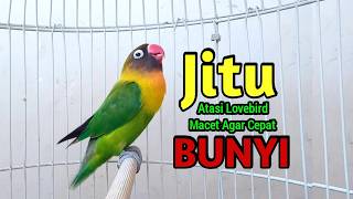 Download lagu Lovebird Ngekek Panjang FIGHTER MANTUL Buat TERAPI Lovebird MACET JARANG BUNYI mp3