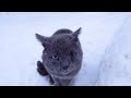 The Grey Cat Is Not Lonely