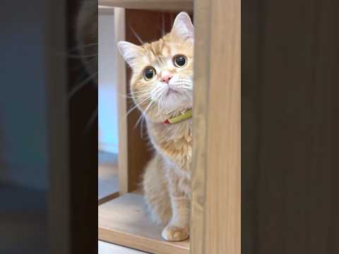 Hero Cat’s Phone Rescue Mission! 📱
