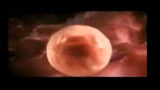 Fetal Development: How human formed from Sperms to a Baby