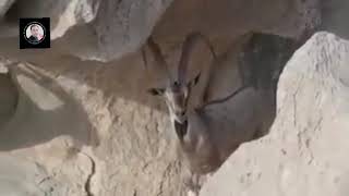 National Animal of Pakistan|| Markhor