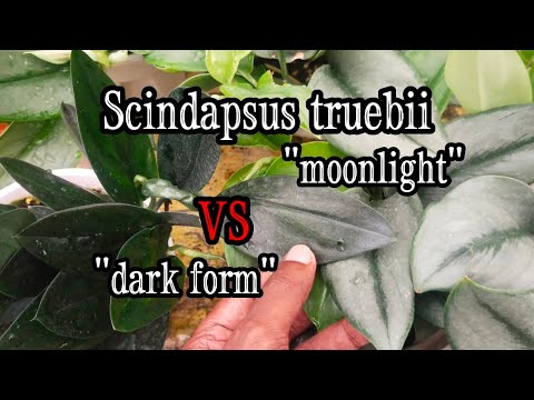 , title : 'Scindapsus truebii "moonlight" vs "Dark form"'