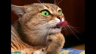 Приколы. Коты очкуют УГАР. ИСПУГ