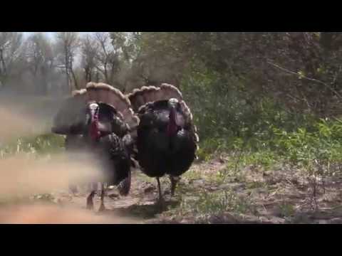 Turkey Scoot and Shoot Compilation