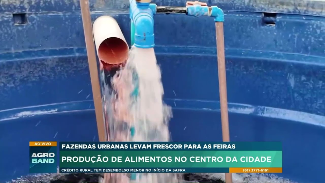 Fazenda urbana produz hortaliças no coração de Vitória