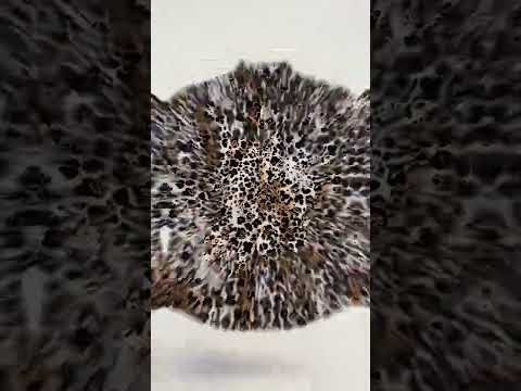 Leopard print shirt is really fancy