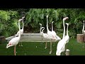Chilean Flamingos LA Zoo Los Angeles California USA June 29 2021 Summer Animals Birds Conservation