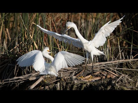 Great Egret Fight | Birds Fight | Village World