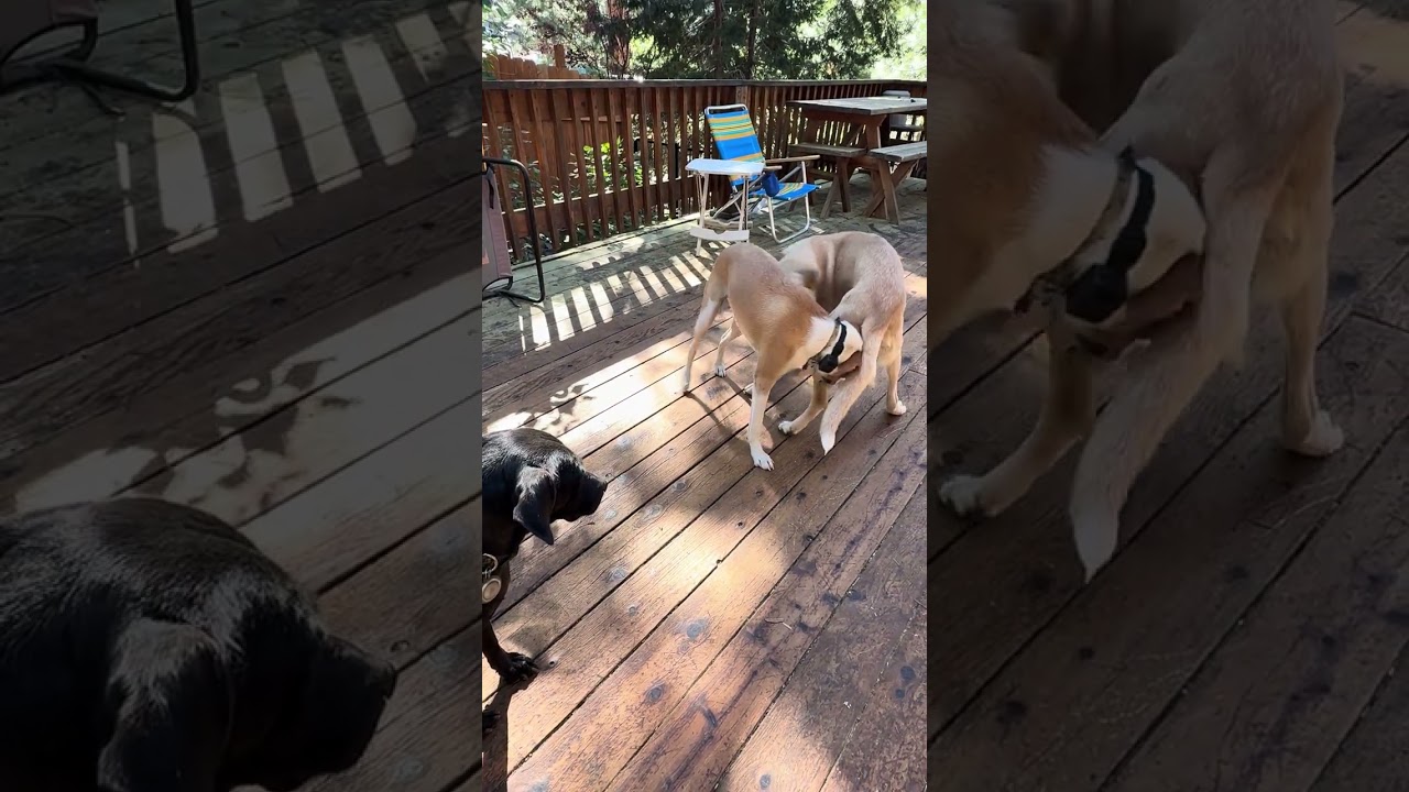 Rosco, a ADOPTABLE mixed breed in Incline Village, NV video 4/4
