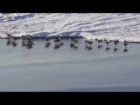 Sandpipers running