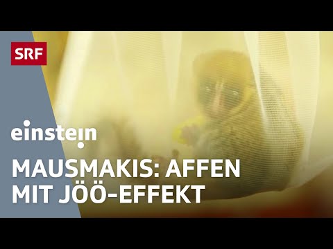 Mausmakis - Tobias Müller zählt nachts die Mini-Äffchen | Zoo Zürich | Einstein | SRF Wissen
