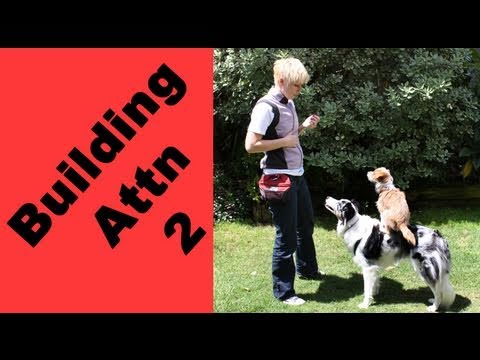 Building Attention — Game 2 — Clicker Dog Training