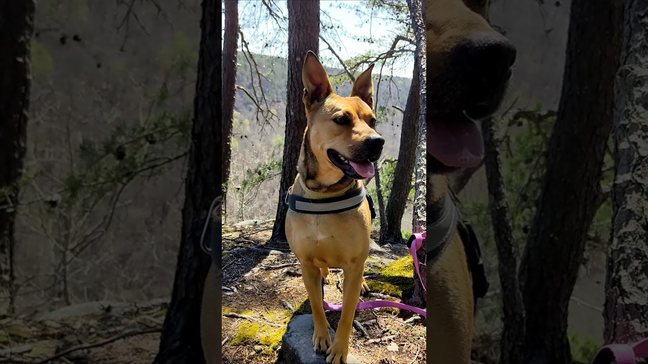 Enlarge Sierra in Maine, an adoptable mixed breed in South Portland, ME video 5/5