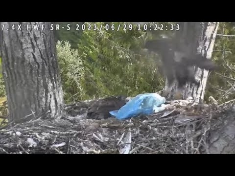 SR7/Lof Lifts Off at Surrey Reserve