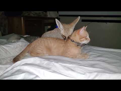 Fergi is unphased by Fawzi fox grooming him