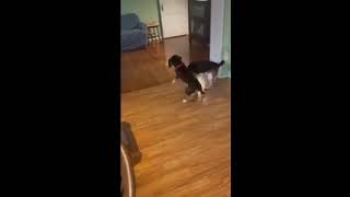 Video preview image #1 Beagle Puppy For Sale in Dunnellon, FL, USA