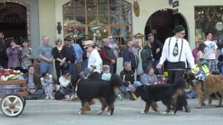 preview picture of video 'Bernese Mountain Dog  Parade MaiFest Spring Festival Leavenworth, WA 2010'