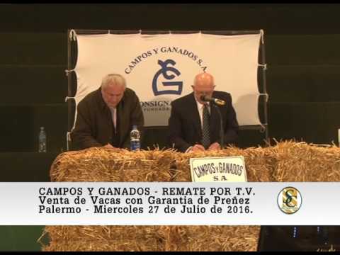 27-07-16 Venta de Vacas C/Gtia de Preñez - Campos y Ganados S.A. - Palermo 2016.